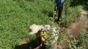 Maroc : Quand l'irrigation porte ses fruits